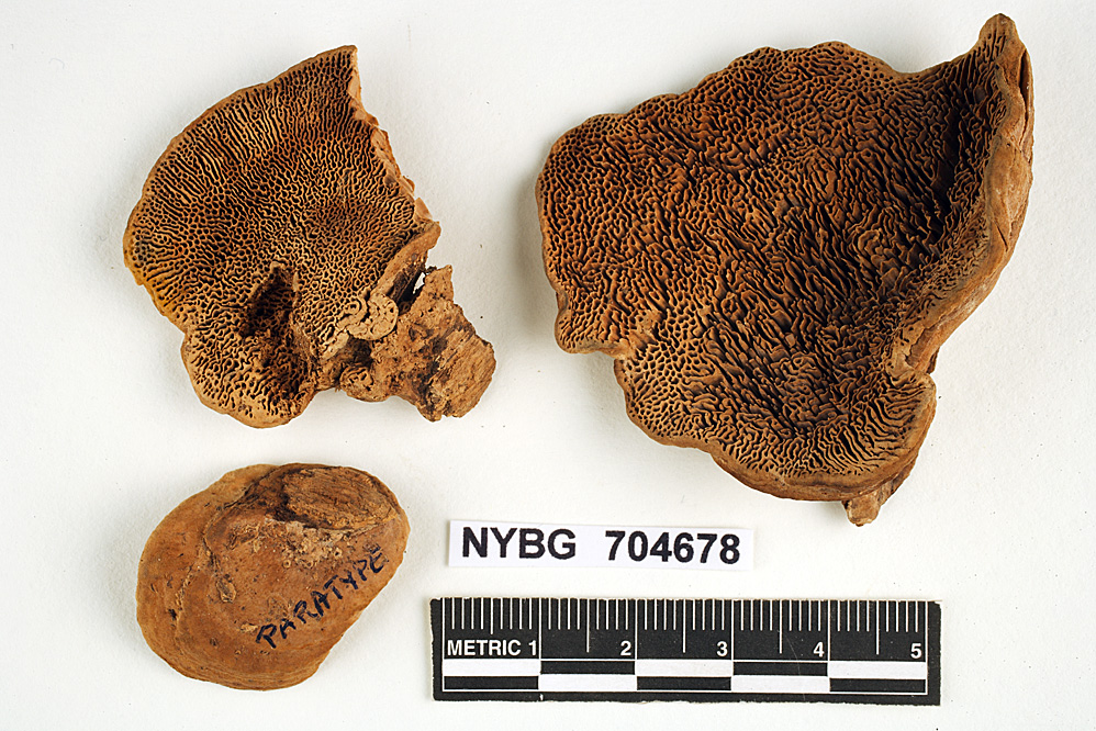 Lenzites stereoides image
