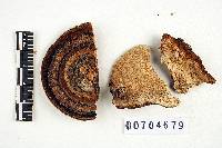 Coriolopsis caperata image