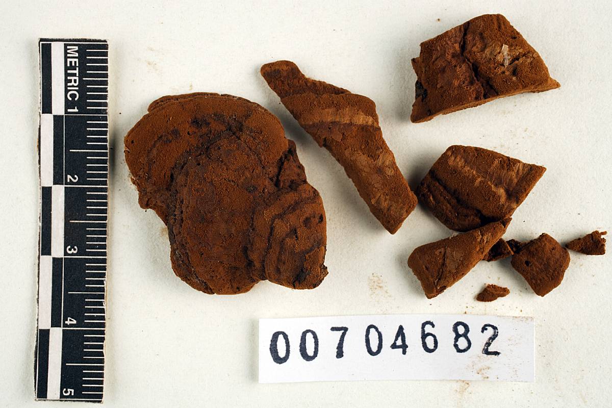 Coriolopsis bataanensis image