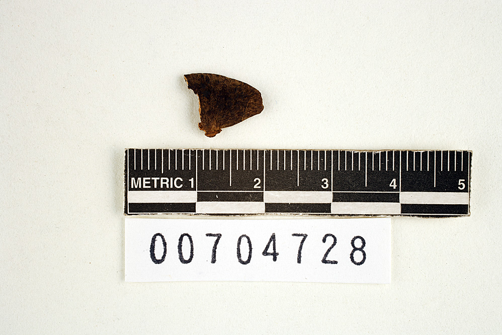 Favolus induratus image