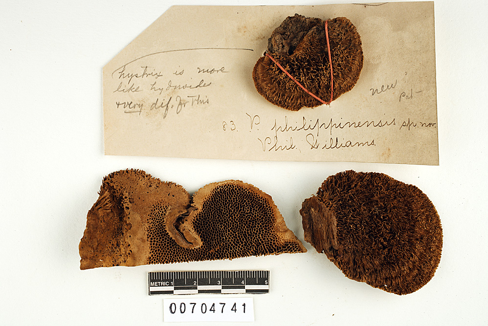 Daedalea imponens image