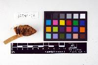 Phellinus gilvus image