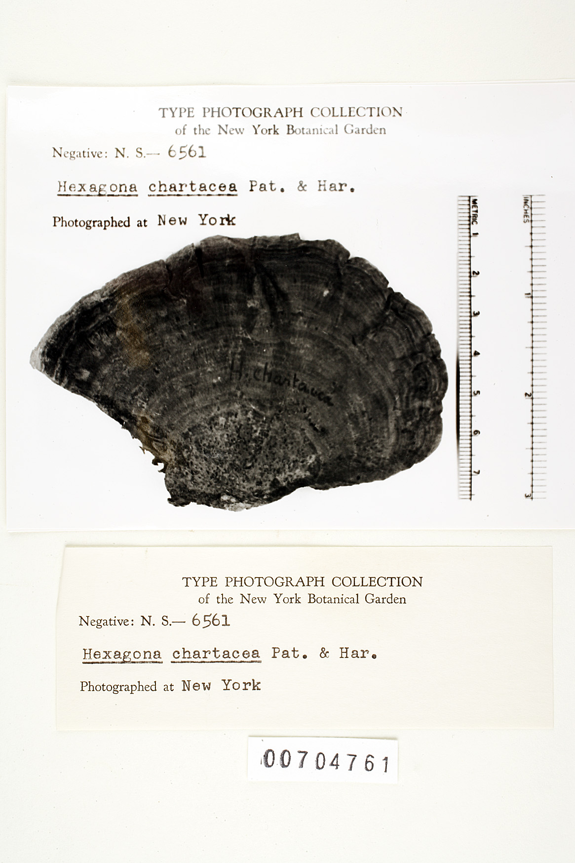 Hexagonia chartacea image