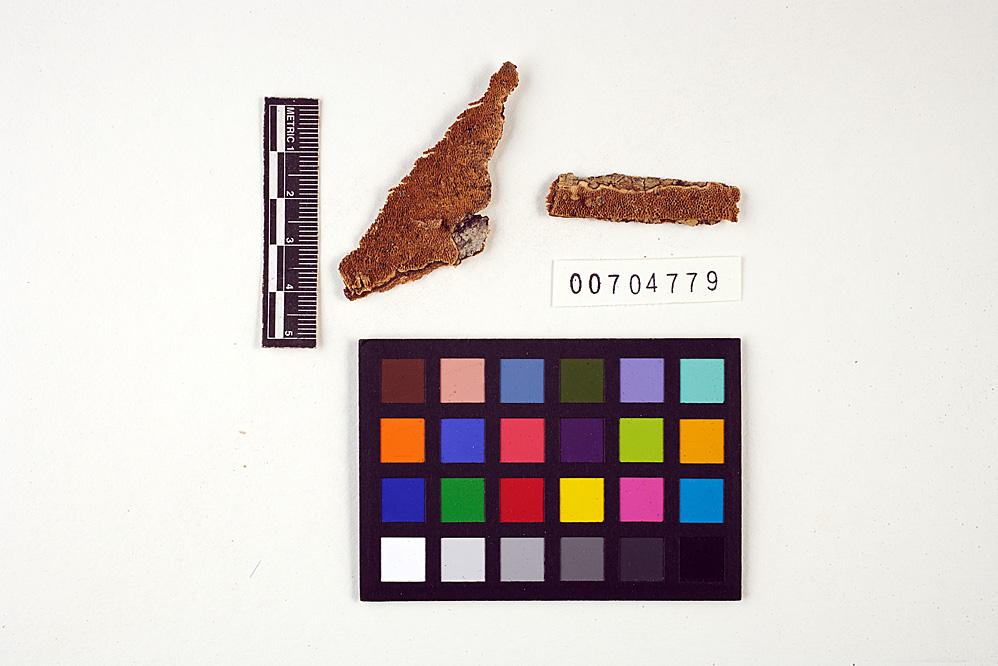 Hexagonia heteropora image