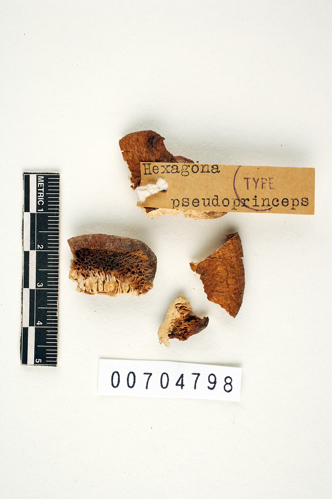 Hexagonia pseudoprinceps image
