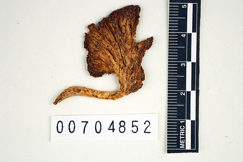 Pleurotus albidus image
