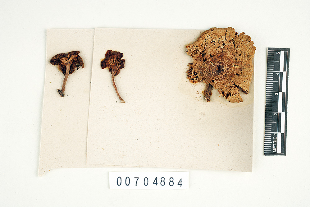 Lentinus ravenelii image