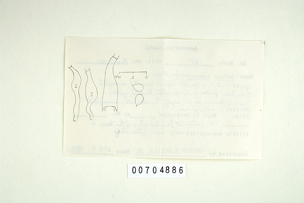Lentinus subscyphoides image