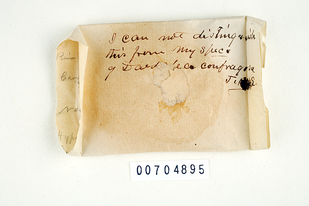 Lenzites cookei image