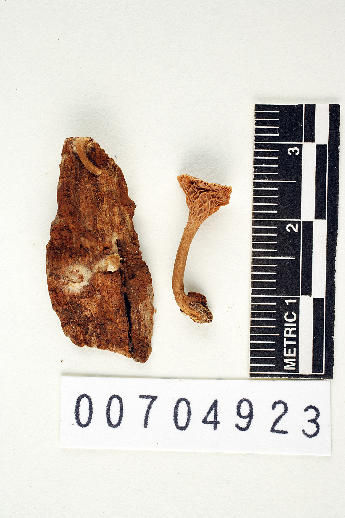 Pocillaria similans image