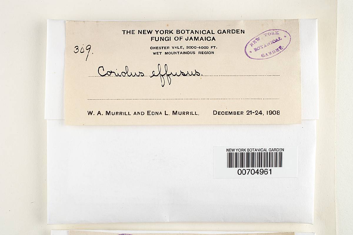 Junghuhnia undigera image