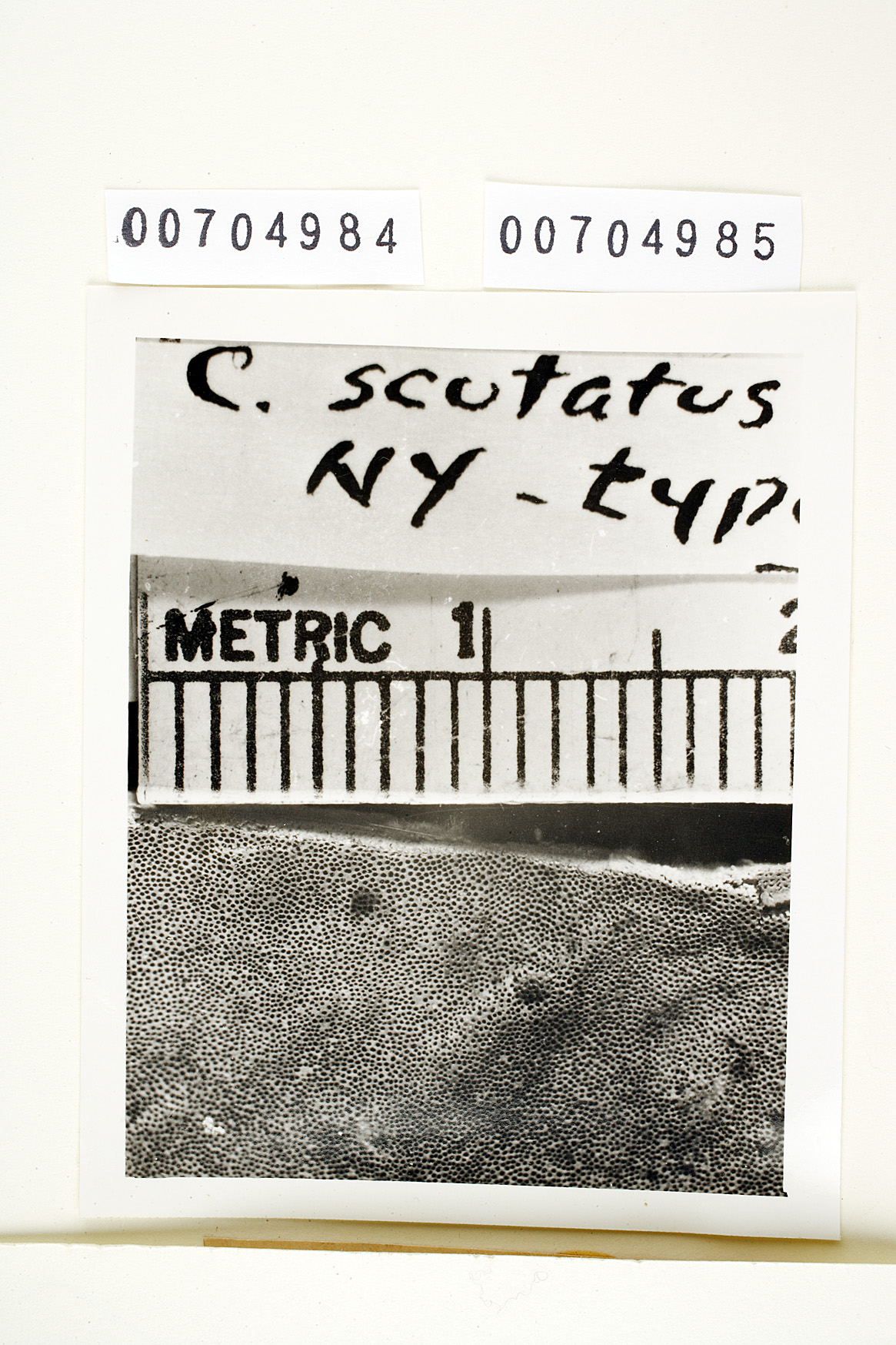Coriolus scutatus image