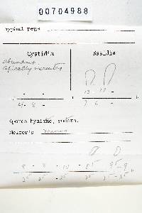 Trichaptum subchartaceum image