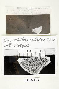 Coriolus velutinus subsp. sulcatus image