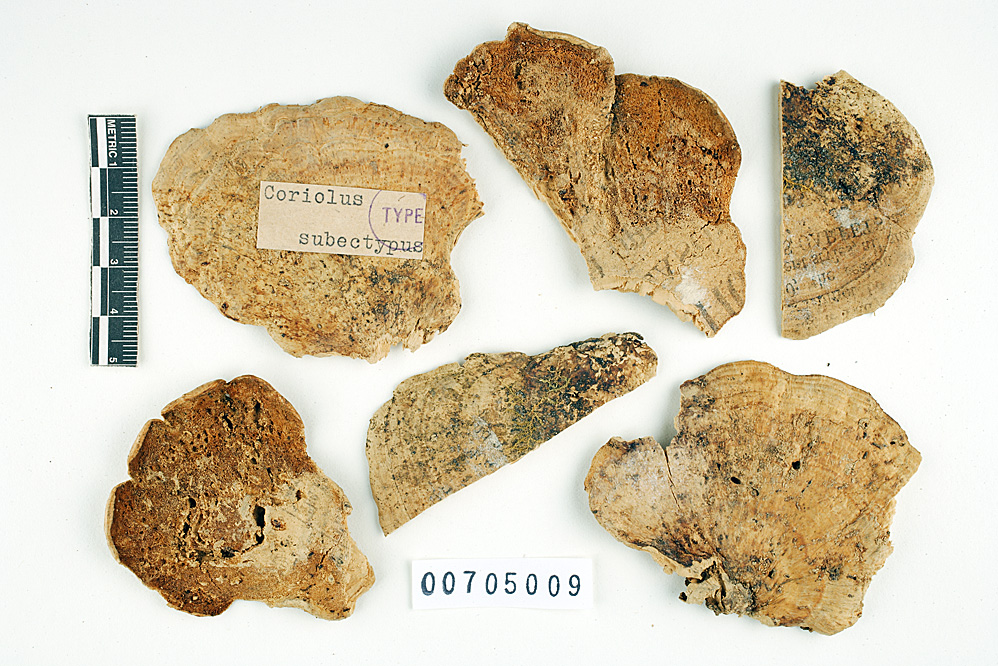 Trametes subectypa image