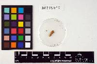 Phellinus gilvus image