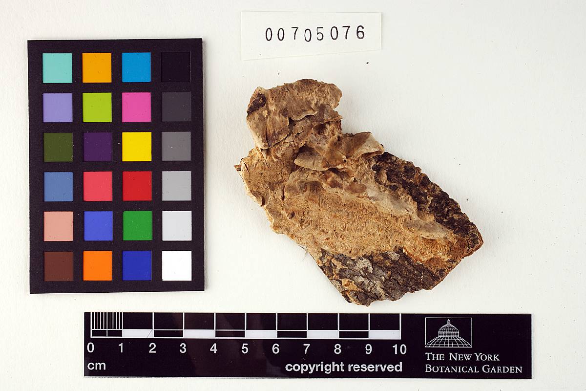 Fomes meliae image