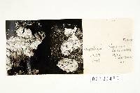Polyporus abieticola image