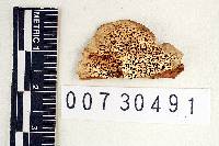 Polyporus aculeans image