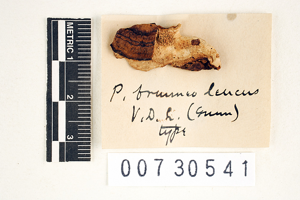 Coriolopsis brunneoleuca image