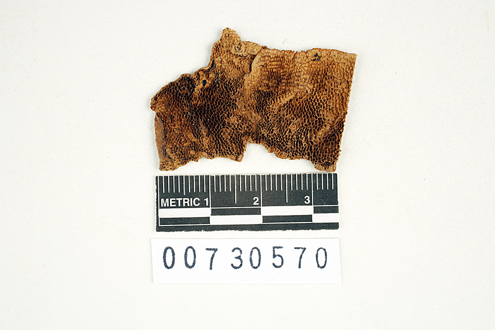 Oxyporus cervinogilvus image