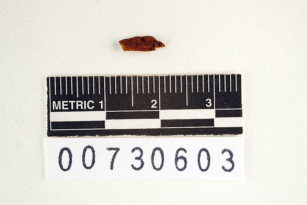 Inonotus crocitinctus image