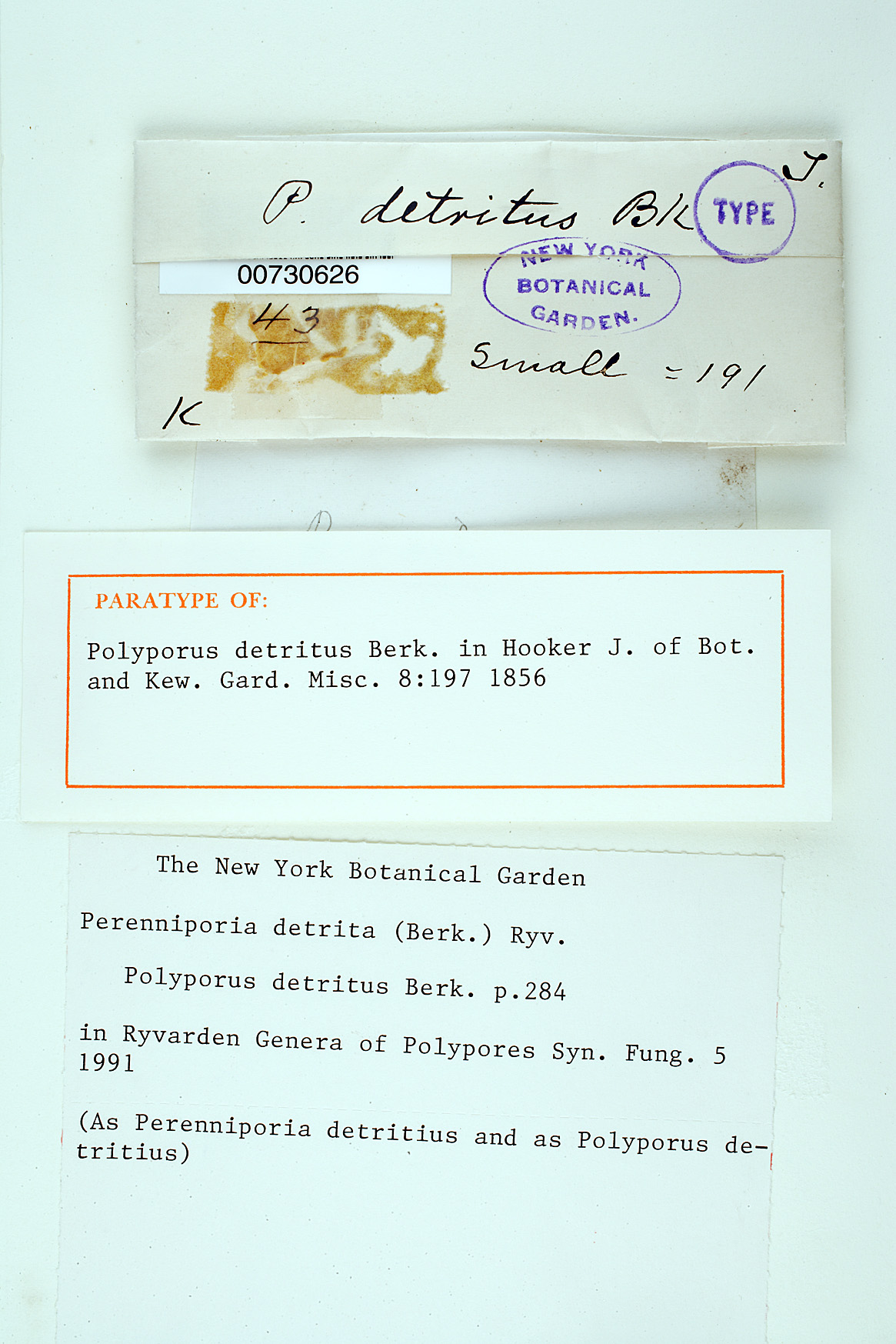 Polyporus detritus image