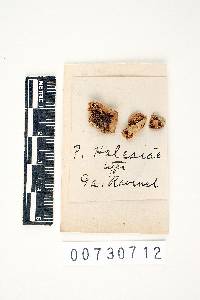 Bjerkandera adusta image