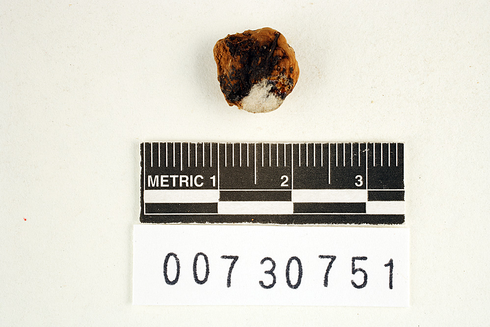 Perenniporia inflexibilis image