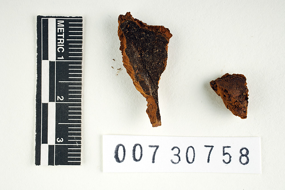 Fuscoporia senex image