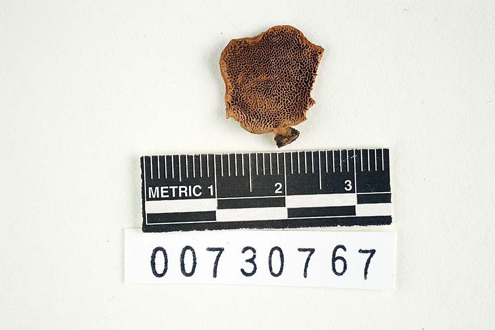 Polyporus leiodermus image