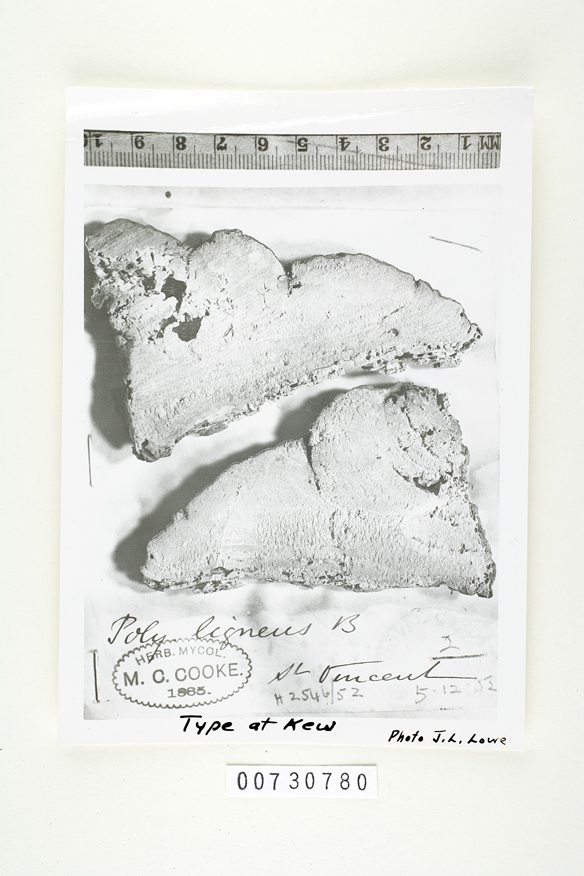 Fomitopsis lignea image
