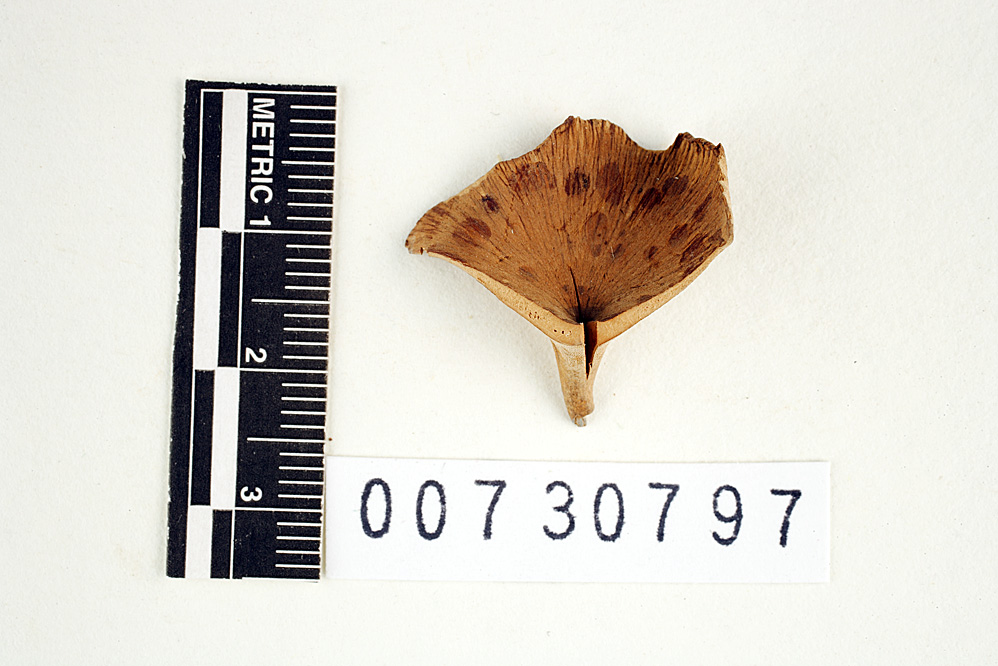 Polyporus maculosus image