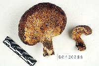 Polyporus udus image