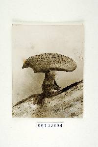 Polyporus macmurphyi image