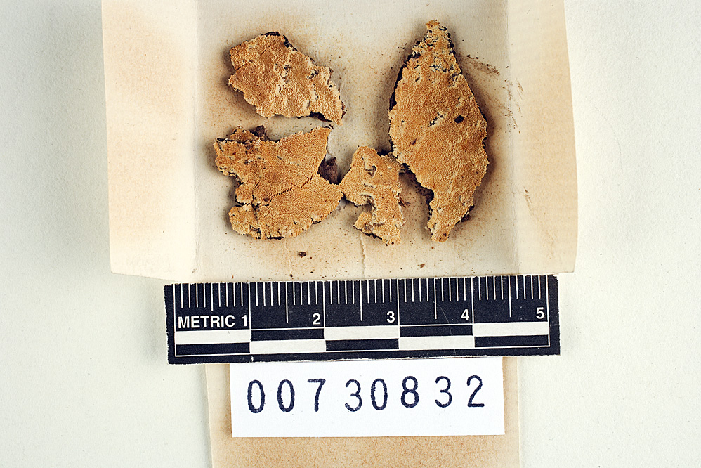 Polyporus niphodes image