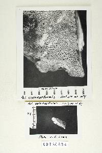 Fomitopsis ostreiformis image