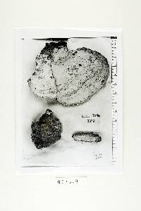 Amauroderma scopulosum image