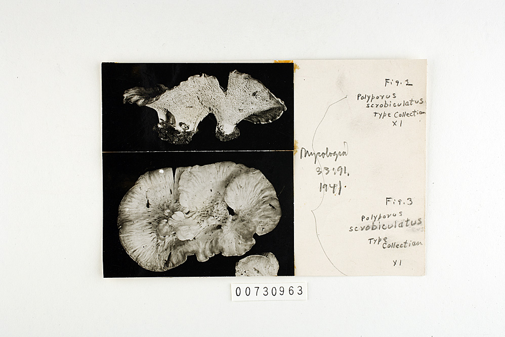 Polyporus scrobiculatus image