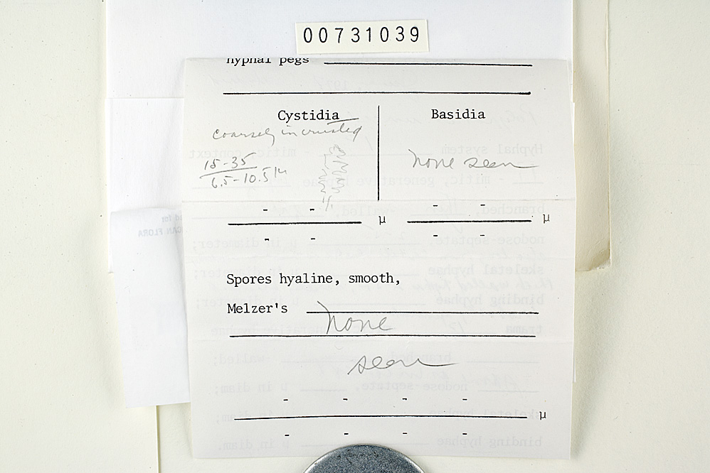 Junghuhnia undigera image