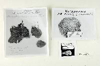 Polyporus xalapensis image