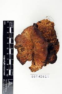 Polyporus rhoadsii image