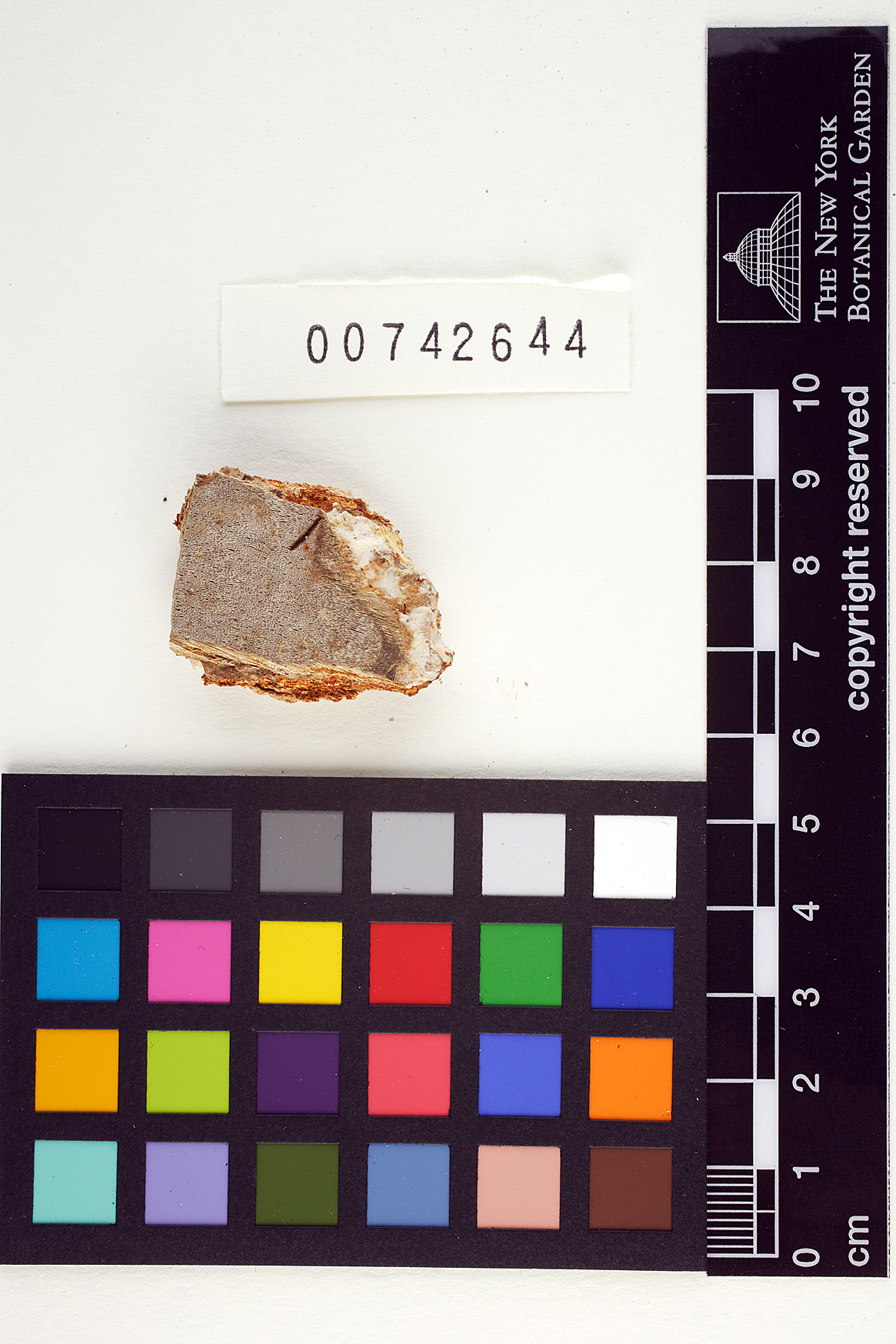 Tinctoporellus epimiltinus image