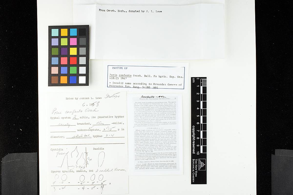 Poria conferta image