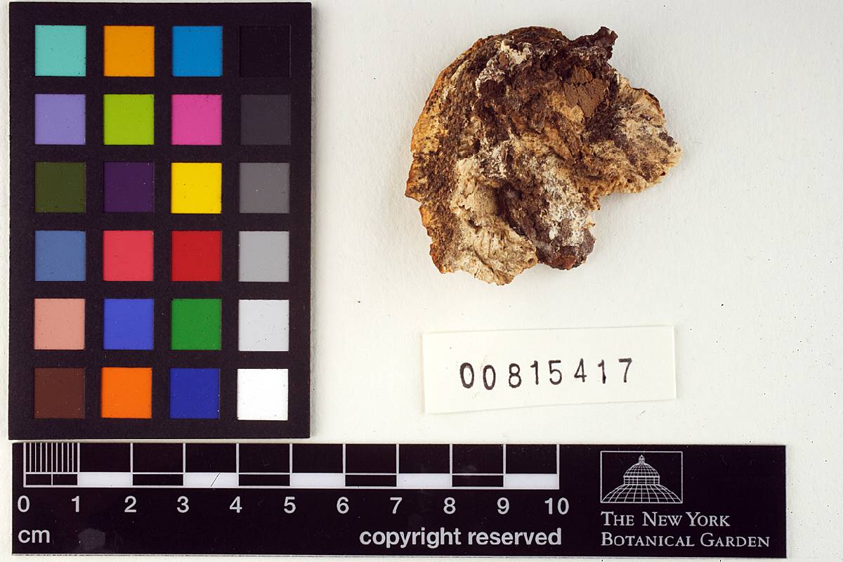Coriolellus delbustoi image