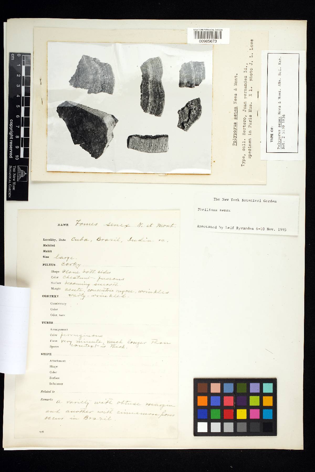 Fuscoporia senex image
