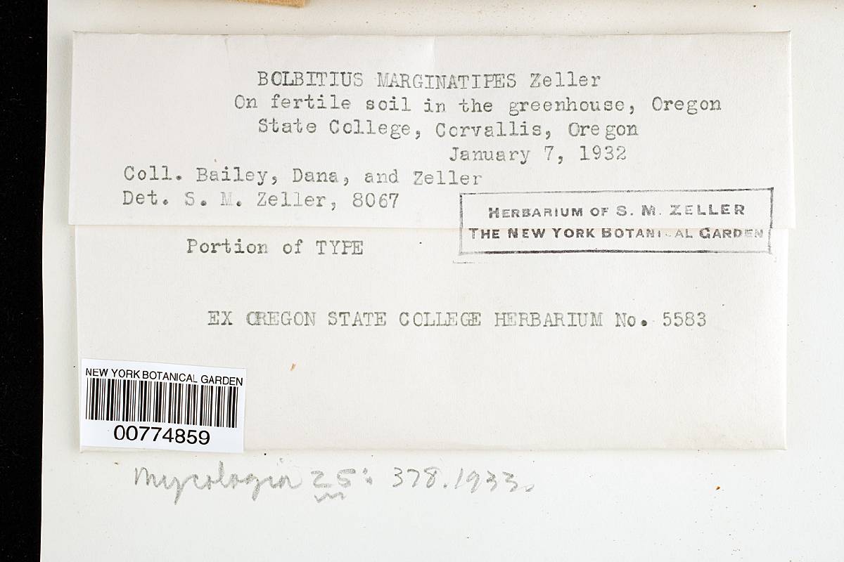 Bolbitius marginatipes image