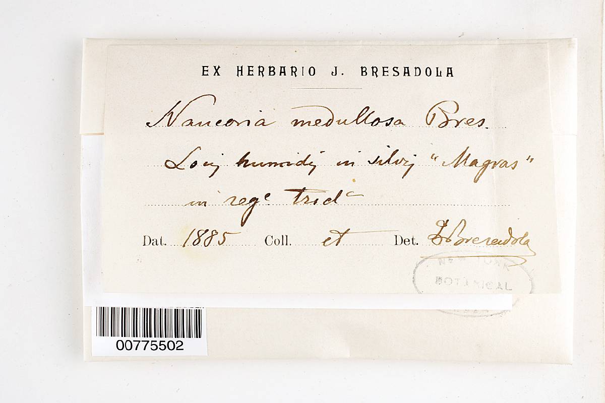 Naucoria medullosa image