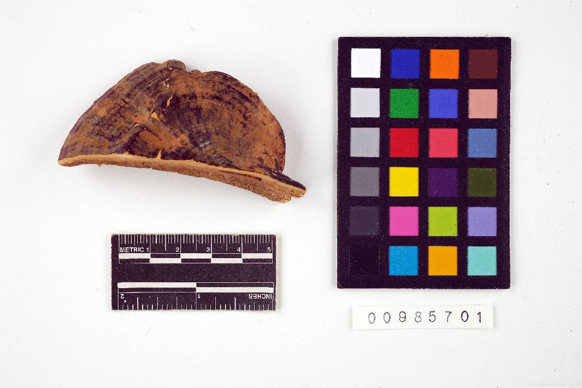 Ganoderma perzonatum image