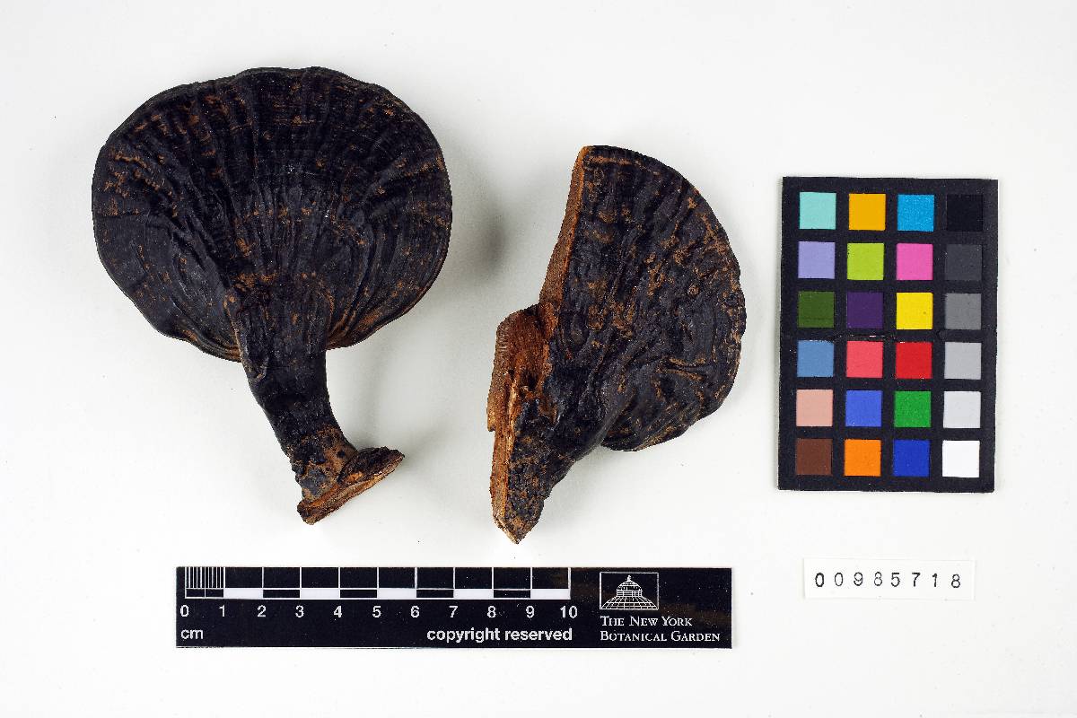 Ganoderma subfornicatum image